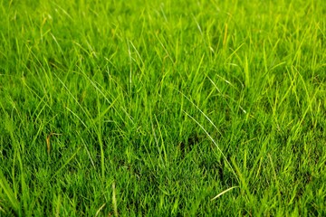 Green grass texture from a field