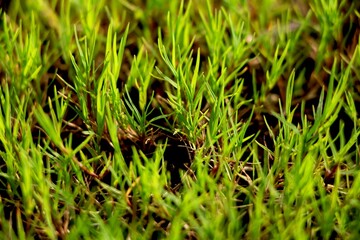 Close view of grass in field