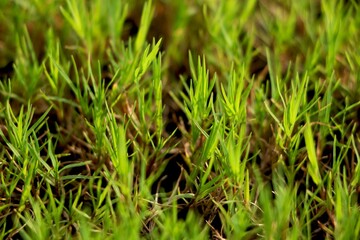 Close view of grass in field