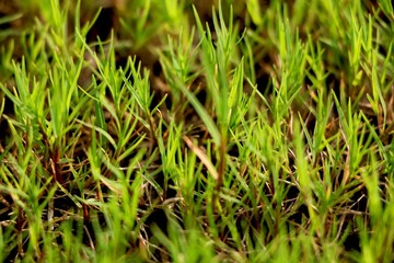 Close view of grass in field