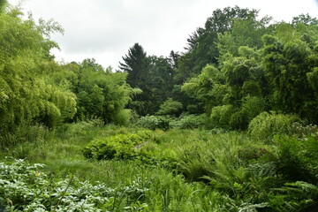 Fototapeta na wymiar La végétation luxuriante de différentes plantes à l'arboretum de Bokrijk au Limbourg 
