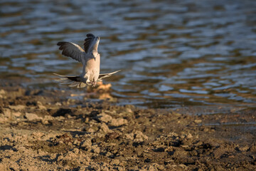 Eurasian collared dove (Streptopelia decaocto).