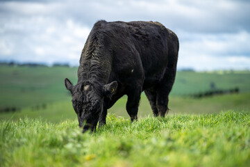 Angus, Speckled park and Murray grey, cows and bulls grazing on lush grass fed, pasture.