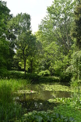 Bancs de nénuphars dans l'une des marres sous la végétation luxuriante du parc Tournay-Solvay à Watermael-Boitsfort 