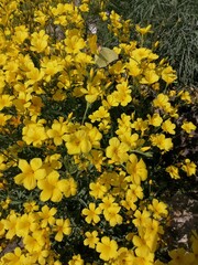 cute blooming linum flavum bush with lots of yellow flowers close up. floral wallpaper
