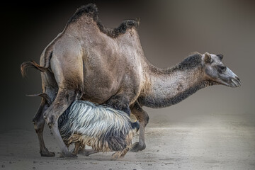 A camel and a goat in battle