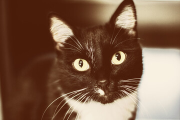 A beautiful black cat sitting on the floor