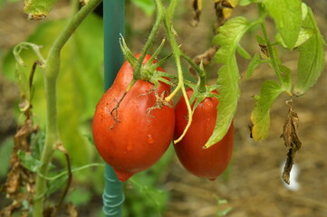 Variété de tomates après une averse au Bourg de Champagne au Périgord Vert 