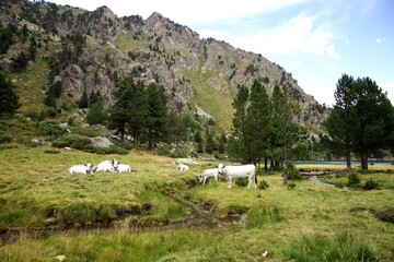 Fototapeta na wymiar Vache montagne troupeau - nature agriculture Ariège