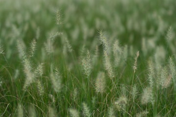 close up foxtail  (Setaria viridis) full frame background