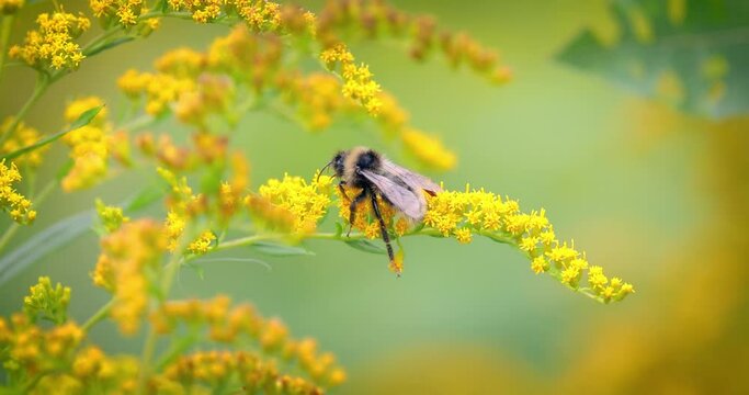 Shaggy Bumblebee pollinating and collects nectar from the yellow flower of the plant