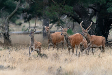 Naklejka na ściany i meble A group of Red deer (Cervus elaphus) in rutting season on the fields of National Park Hoge Veluwe in the Netherlands. Forest in the background. 