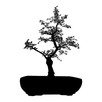Bonsai Japanese tree silhouette growing in pot and container. Drawing from real tree. Decorative little tree in Bonsai style, hobby. Vector.