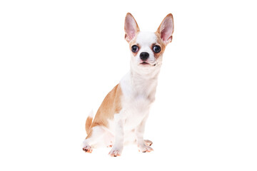 Beautiful and cute white and brown mexican chihuahua dog over isolated background. Studio shoot of purebreed miniature chihuahua puppy.
