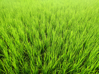 Fototapeta premium green paddy field, growing semiaquatic crops, rice paddy 