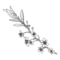 Blooming Sakura from garden. National spring flowers and twig of Japan. Cherry blossom botanical illustration from real tree branches. Black and white vector.