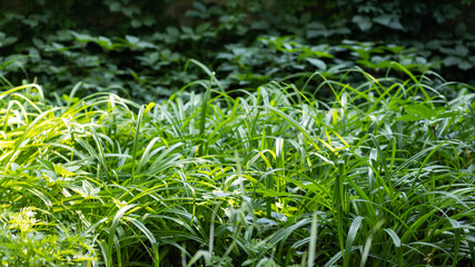 Green grass in the garden. Green leaves of wild grapes in the grass. Natural background from plants. Eco concept