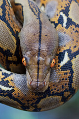 baby recticiluus phyton hanging at the tree trunk