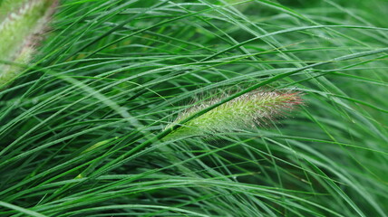 Kłos trawy w deszczu. Rozplenica  japońska. Ear of grass in the rain. Pennisetum alopecuroides,...