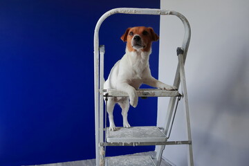 Fototapeta Pies na drabinie Jack Russell Terrier. Remont mieszkania, malowanie, tapetowanie, gładzenie ścian itp.  obraz
