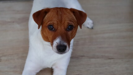 Leżący pies na podłodze. ( JRT Jack Russell Terrier)  © jarizPJ