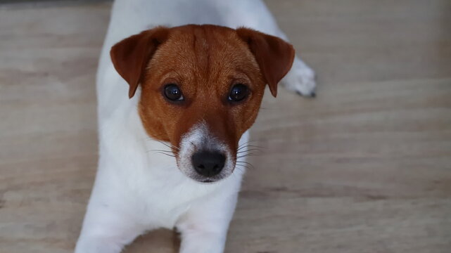 Fototapeta Leżący pies na podłodze. ( JRT Jack Russell Terrier) 