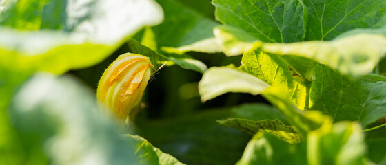 Blooming zucchini on a sunny day. Yellow zucchini flower in green foliage. Courgette ripen in the garden. Copy space