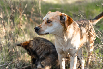 Cute two playful brown dogs or pet is playing and looking around in a park