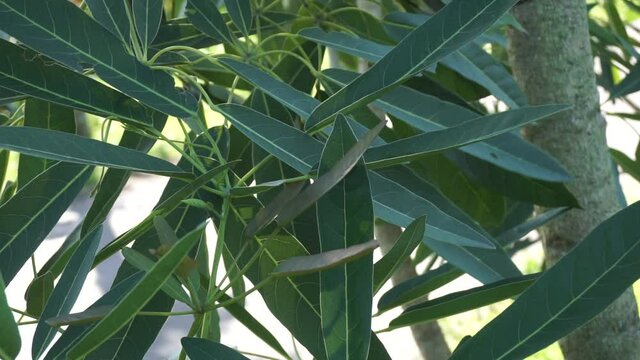 Tabebuia caraiba (Tabebuia aurea, Caribbean trumpet, silver trumpet tree, tree of gold) with a natural background