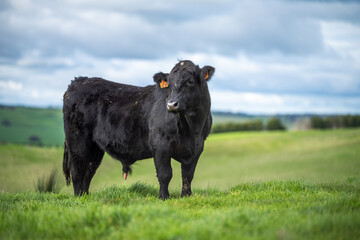 Angus, wagyu and murray grey beef bulls and cows, being grass fed on a hill in Australia.