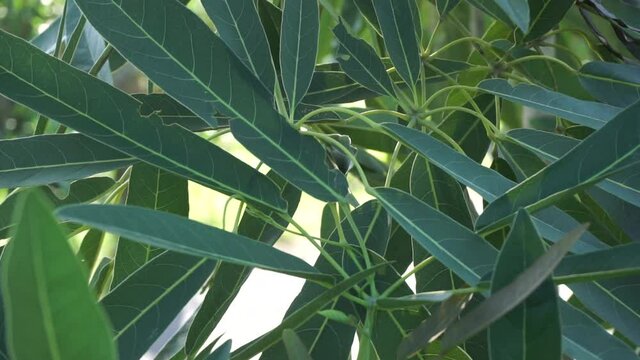 Tabebuia caraiba (Tabebuia aurea, Caribbean trumpet, silver trumpet tree, tree of gold) with a natural background