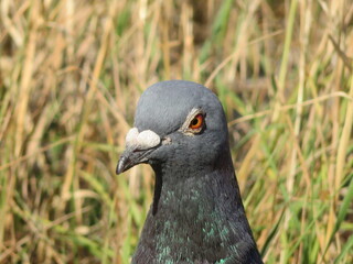 beautiful pigeon posing for photo with intense colors