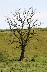 Einzelner großer abgestorbener Baum auf einer weiten Weidelandschaft - 453641100
