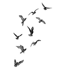 Obraz na płótnie Canvas Set of black hand drawn strokes birds seagulls, flock. Drawing sketch of sea birds. On white background. Inspirational body flash tattoo ink. Vector.