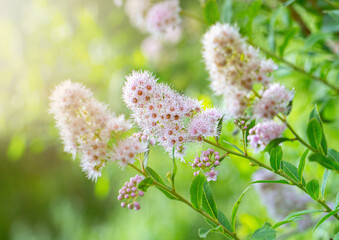 Blooming willow Spiraea in the summer garden with beautiful blurred bokeh green nature background. Ornamental plant. Macro. Selective focus