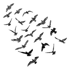 Set of black hand drawn strokes birds seagulls, flock. Drawing sketch of sea birds. On white background. Inspirational body flash tattoo ink. Vector.