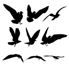 Silhouette of flying seagulls birds on white background. Inspirational sail body flash tattoo ink of sea gulls. Vector.