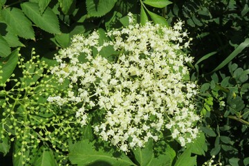 White elderberry flowers in the garden on natural green background