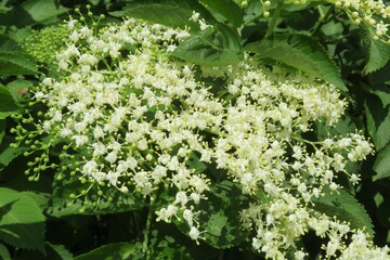 Elderberry flowers in the garden in spring, closeup