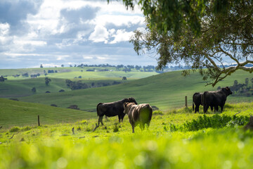 Angus, wagyu and murray grey beef bulls and cows, being grass fed on a hill in Australia.