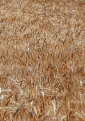 summer wheat field