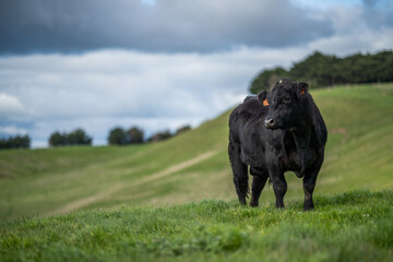 Angus, wagyu and murray grey beef stud bulls and cows, being grass fed on a hill in Australia.