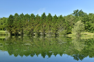 Rangée de sapins en voie de dépérissement due à la chaleur le long du second étang entre les Bourgs de Champagne et Vendoire au Périgord Vert
