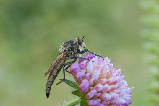 &egrave; la famiglia degli asilidi (Asilidae), mosche predatrici di varie dimensioni, fino ai 3cm e oltre. Sono tutti molto veloci ed abili nel catturare le loro prede al volo, e sono cos&igrave; forti, almeno alcu