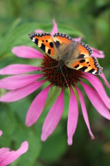 monarch butterfly on flower