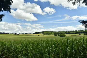 Champ de maïs encore vert aux environs du bourg de Champagne au Périgord Vert 