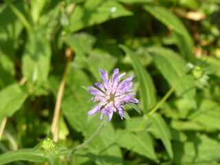 Nature dans les Vosges