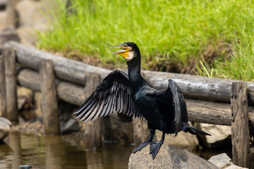 石の上で翼を乾かす鵜
