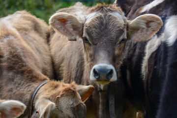 grazing cows