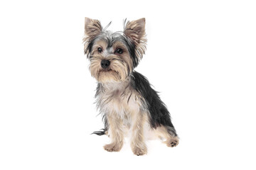 Beautiful and cute black and white yorkshire terrier dog over isolated background. Studio shoot of purebreed yorkie puppy.
